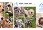 Lega Nazionale per la Difesa del Cane – 11 vite da salvare che meritano una nuova possibilità